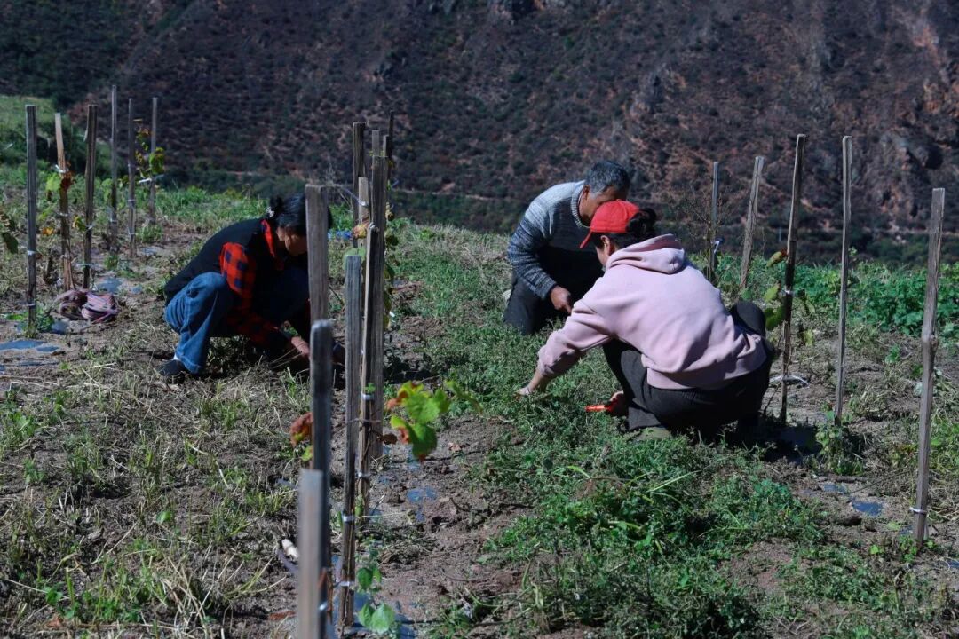 0_村民在葡萄地里除草_20251119093255_380_60.jpg